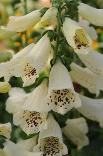 Fingerborgsblomma Dalmatian Creme