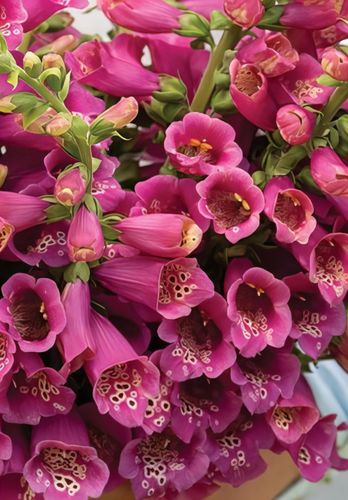 Fingerborgsblomma Camelot Rose F1