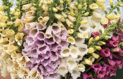 Fingerborgsblomma Camelot Mixed F1