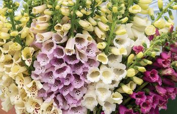 Fingerborgsblomma Camelot Mixed F1