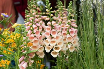 Fingerborgsblomma Dalmatian Peach