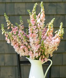 Fingerborgsblomma Pink Gin