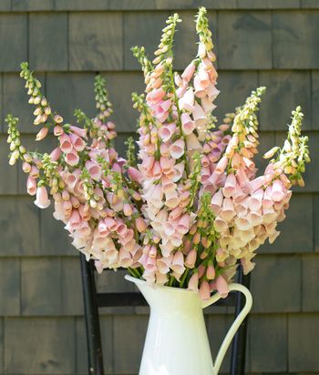 Fingerborgsblomma Pink Gin