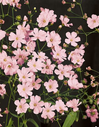 Sommarslöja Rosea