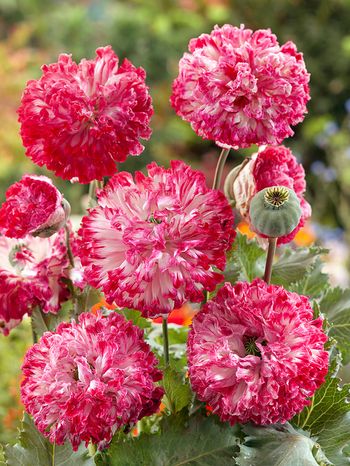 Vallmo Flemish Antique Peony