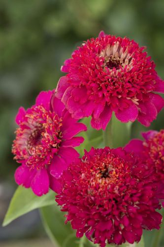 Zinnia Cresto! Violet