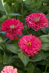 Zinnia Illumination