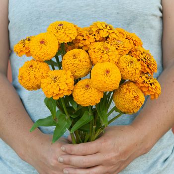 Zinnia Oklahoma Golden Yellow