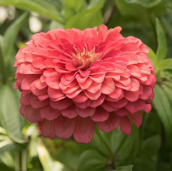Zinnia Florist Coral F1