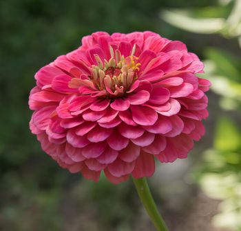 Zinnia Florist Carmine Rose F1