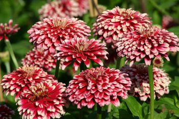 Zinnia Mazurkia