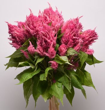 Celosia Sunday Bright Pink