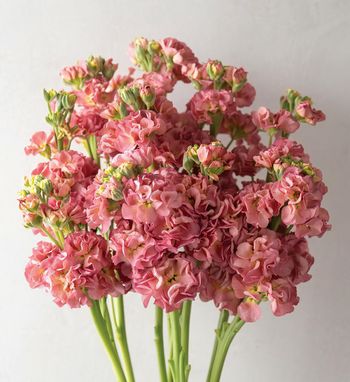 Stocks Romance Antique Rose