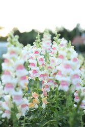Snapdragon Potomac Appleblossom F1