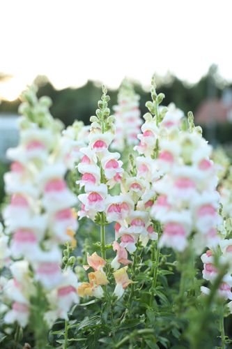 Snapdragon Potomac Appleblossom F1