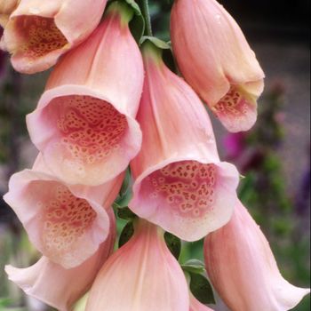 Fingerborgsblomma Apricot