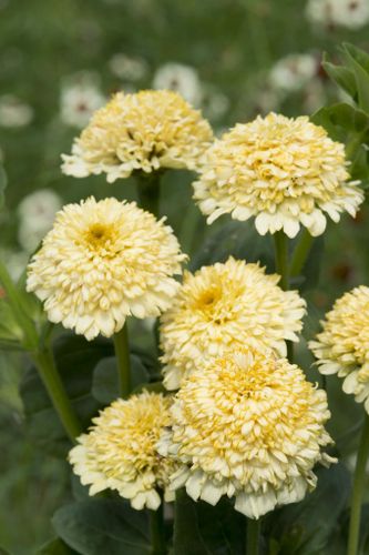 Zinnia Cresto! Cream