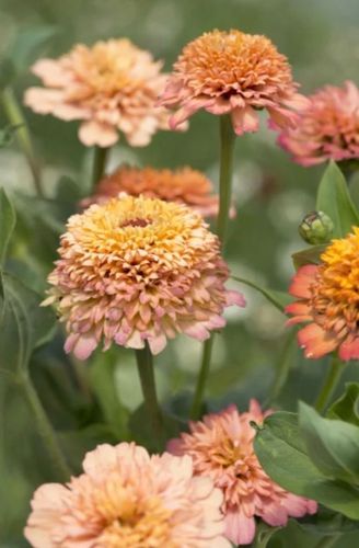 Zinnia Cresto! Peachy Pink
