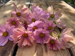 Cosmos Apricotta