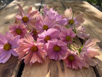Cosmos Apricotta