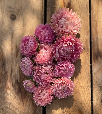 Aster Chrisantella Flamingo At Sunset