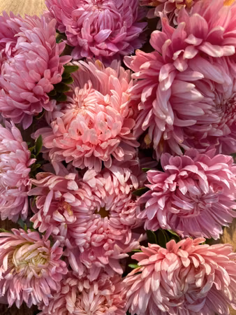 Aster Chrisantella Flamingo At Sunset