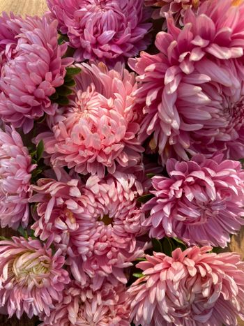 Aster Chrisantella Flamingo At Sunset