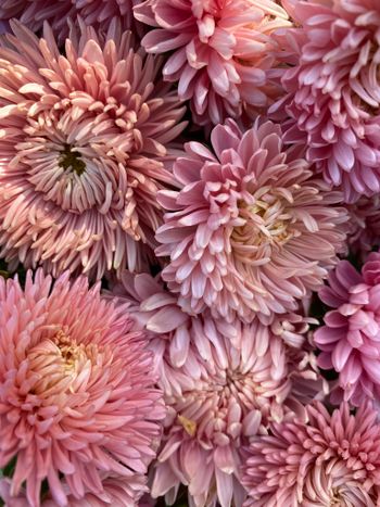 Aster Lady Coral Salmon