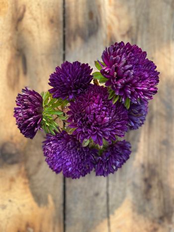 Aster Blackberry Surprise