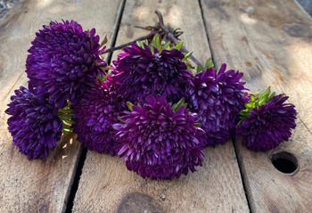 Aster Blackberry Surprise