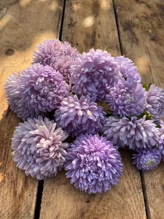 Aster Lady Coral Lavender