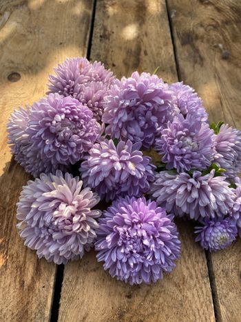 Aster Lady Coral Lavender