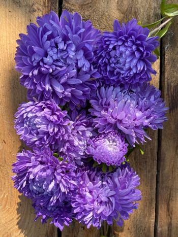Aster Lady Coral Light Blue