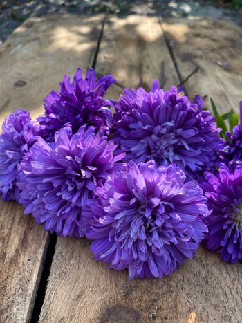 Aster Blueberry Fool