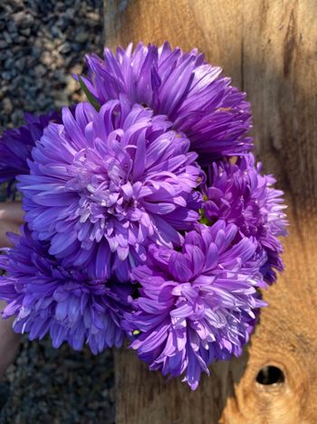 Aster Blueberry Fool