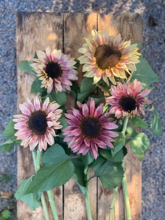 Sunflower Pro Cut Plum