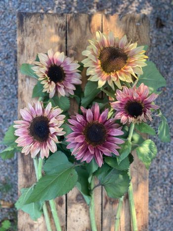 Sunflower Pro Cut Plum