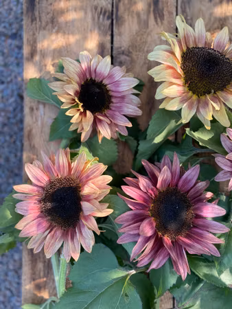 Sunflower Pro Cut Plum