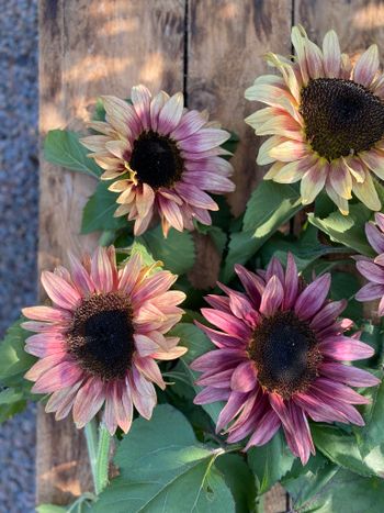Sunflower Pro Cut Plum