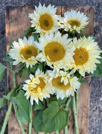 Sunflower Pro Cut White Lite