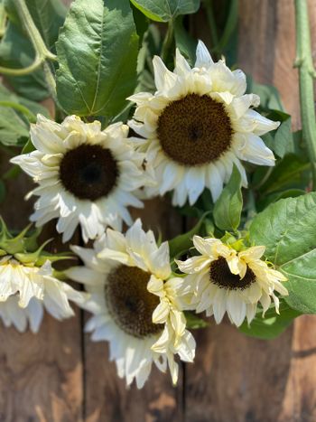 Sunflower Pro Cut White Nite
