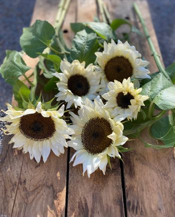 Sunflower Pro Cut White Nite