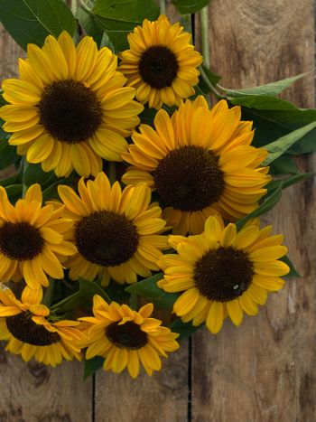 Sunflower Magic Orange