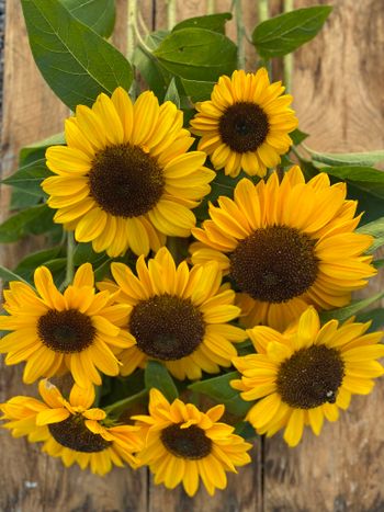 Sunflower Magic Orange
