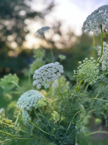 Bishop's Weed Green Mist