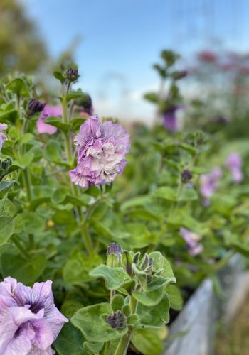 Petunia Allegra Mixed F1