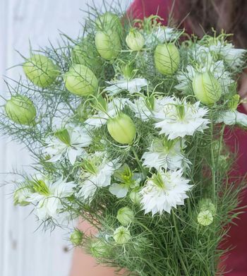 Nigella Albion Green Pod