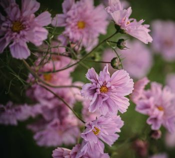 Cosmos Double Rose Bonbon