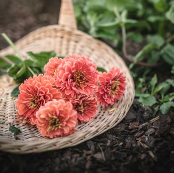 Zinnia Benary's Giant Florist Salmon Rose F1