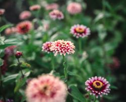 Zinnia Mazurkia